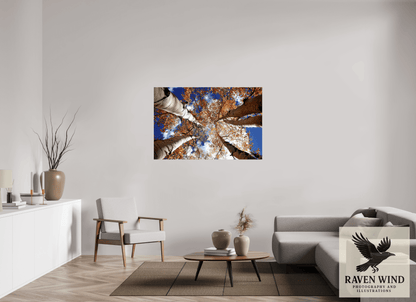 54 x 36″, Photo Print On Fuji Crystal DP II - unframed Reaching for the Sky - Aspens in the Fall Nature Photography Print
