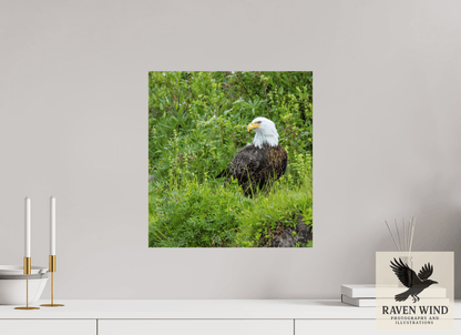 16 x 17.1″, Photo Print On Fuji Crystal DP II - unframed Grounded Majesty - Alaskan Bald Eagle Nature Photography Print
