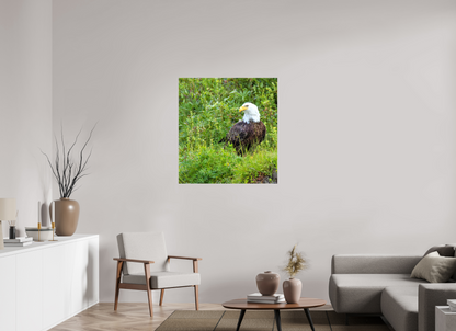 Grounded Majesty – Bald Eagle in Alaska’s Wilderness Nature Photography Print