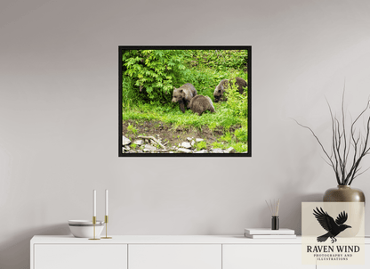 29.2 x 24″, Floater Frame - black oak frame - ready to hang Brown Bear Triplets Nature Photography Print