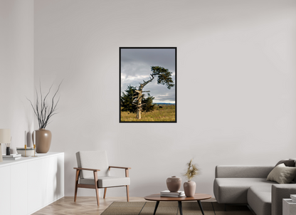 30 x 40″, Floater Framed with Black Oak The Cedar That Weathered It All Nature Photography Print