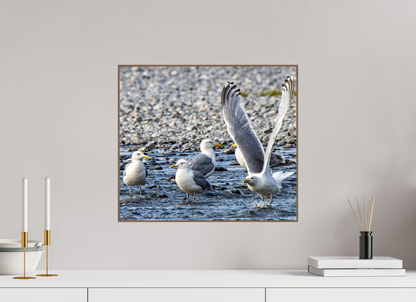 Wings in Motion – Seagulls on the Kasilof River, Alaska Nature Photography Print