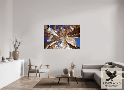 60 x 40″, Photo Print Under Acrylic Glass - ready to hang Reaching for the Sky - Aspens in the Fall Nature Photography Print