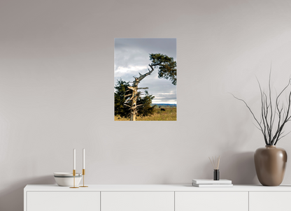 18 x 24″, Print on Canvas - ready to hang or set on a shelf The Cedar That Weathered It All Nature Photography Print