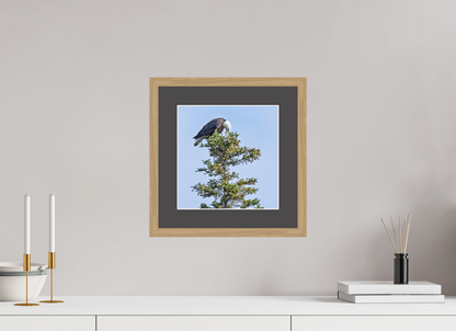 Silent Sentinel – Bald Eagle in Alaska’s Pines Nature Photography Print