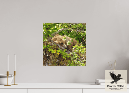15 x 15″, Photo Print On Fuji Crystal DP II - unframed Hide and Peek Nature Photography Print