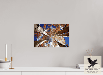15 x 10″, Fine Art Print on Pearl Texture - unframed (email for frame options) Reaching for the Sky - Aspens in the Fall Nature Photography Print
