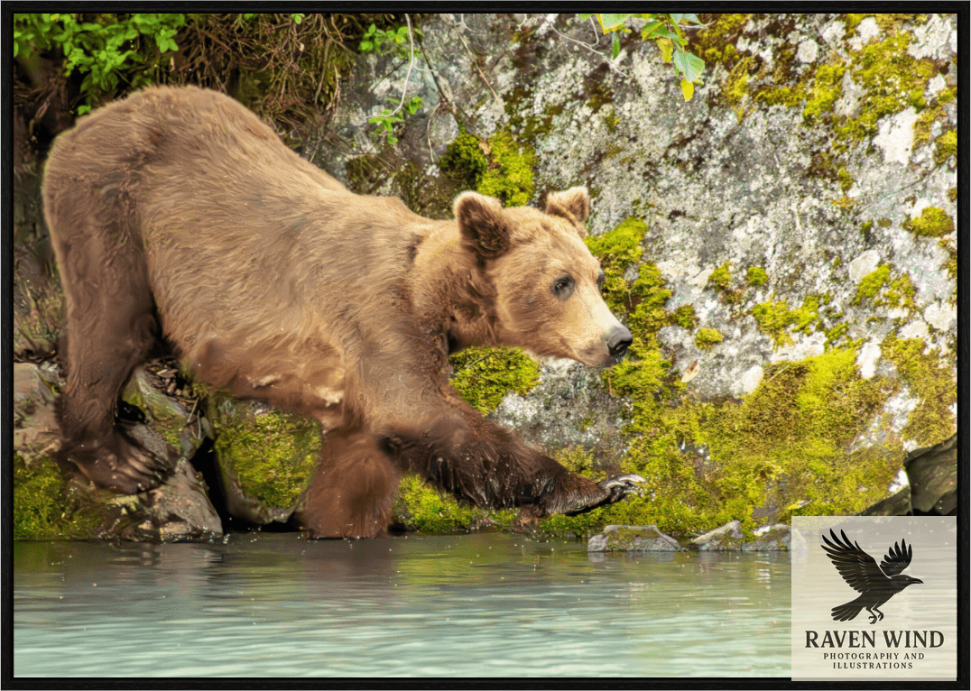 Nature Photography Print of a brown bear walking along a rock near water with a natural background