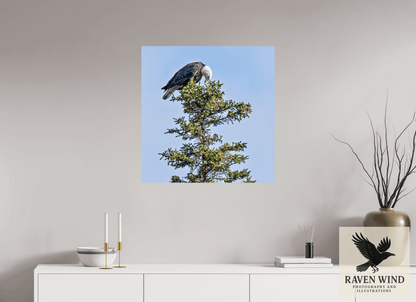 28 x 28.7″, Photo Print On Fuji Crystal DP II - unframed Silent Sentinel - Bald Eagle in Alaska's Pines Nature Photography Print