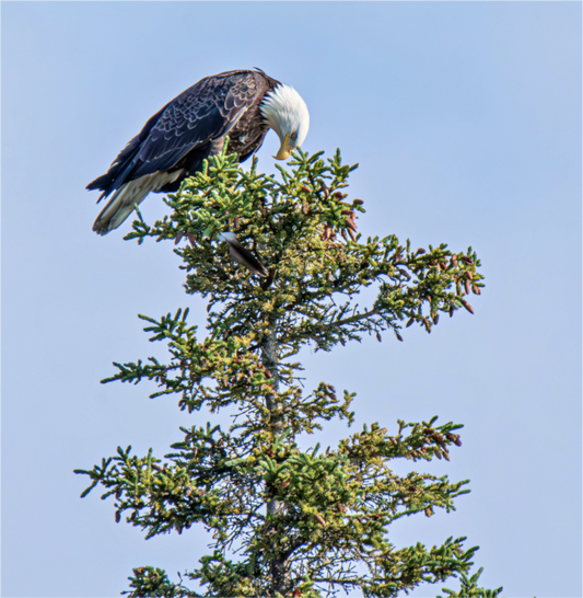 Nature Photography Print of a Bald eagle perched on a tree branch with a clear blue-sky background