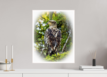 Forest Watch – Young Eagle Among the Pines Nature Photography Print