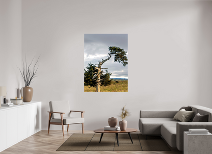 42 x 56″, Print on Canvas - ready to hang or set on a shelf The Cedar That Weathered It All Nature Photography Print