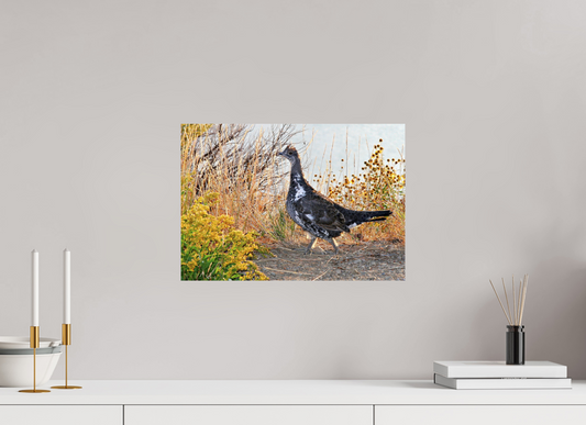 Grounded Grace – Fine Art Print of a Wild Grouse