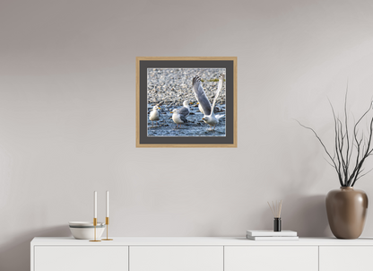 Wings in Motion – Seagulls on the Kasilof River, Alaska Nature Photography Print
