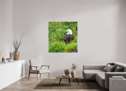 Grounded Majesty – Bald Eagle in Alaska’s Wilderness Nature Photography Print
