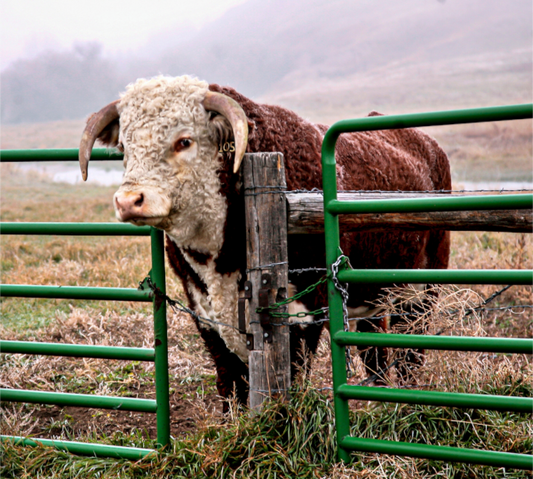 The Honor System: a Wyoming bull behind a lightly chained gate, evoking strength, and quiet restraint.