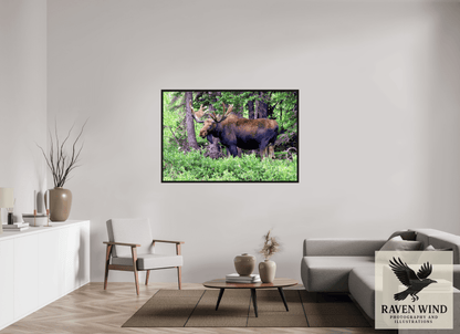 60 x 40″, Floater Frame - black oak frame - ready to hang Watchful Moose Nature Photography Print
