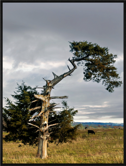 Main image The Cedar That Weathered It All Nature Photography Print