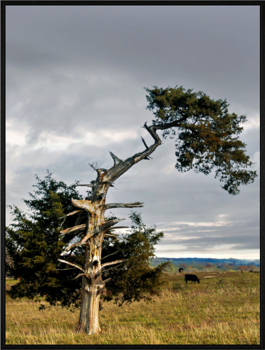 Main image The Cedar That Weathered It All Nature Photography Print