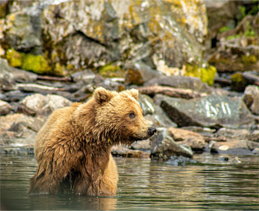 Brown bear standing in water with rocky background