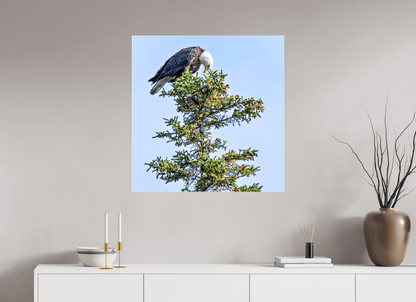 Silent Sentinel – Bald Eagle in Alaska’s Pines Nature Photography Print