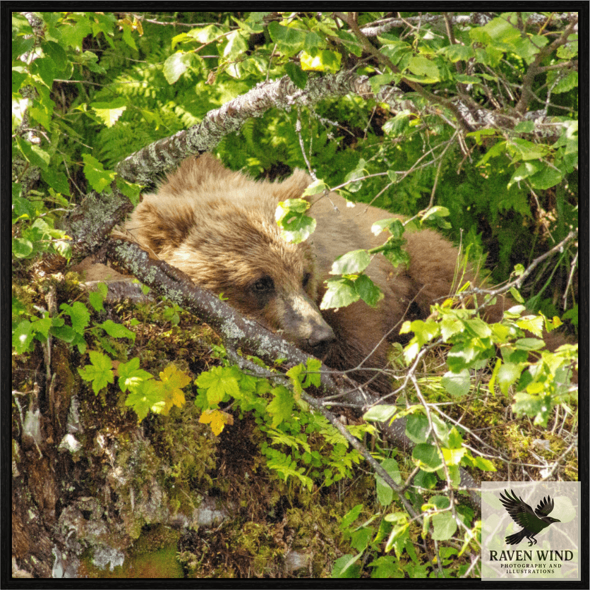 Nature photography print of a brown bear cub peeking from behind a tree branch in a forest setting