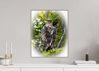 Forest Watch – Young Eagle Among the Pines Nature Photography Print