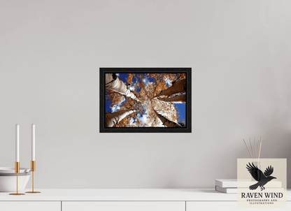12 x 8″, Floater Frame - black oak frame - ready to hang Reaching for the Sky - Aspens in the Fall Nature Photography Print