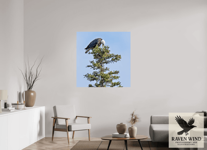 43 x 44.1″, Photo Print On Fuji Crystal DP II - unframed Silent Sentinel - Bald Eagle in Alaska's Pines Nature Photography Print
