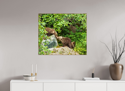 'Kissing" Bear Cubs
