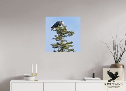 24 x 24.6″, ChromaLuxe HD Metal Print - ready to hang Silent Sentinel - Bald Eagle in Alaska's Pines Nature Photography Print