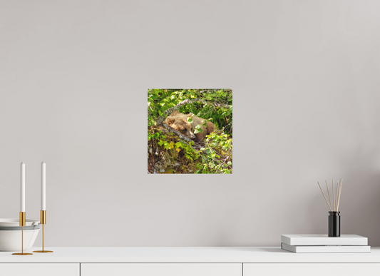 Hide and Peek Nature Photography Print
