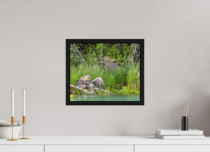 Skimming the Wild – Juvenile Bald Eagle Over the Kasilof River, Nature Photography Print