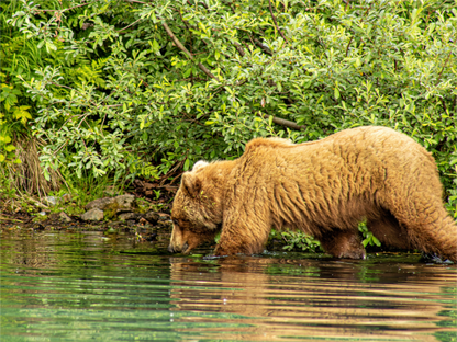 Nature photography print of a brown bear wading in the water and Big River Lake Alaska