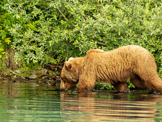 Nature photography print of a brown bear wading in the water and Big River Lake Alaska