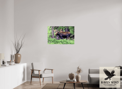 36 x 24″, Fine Art Print on Photo Rag Baryta - unframed (email for framing options) Watchful Moose Nature Photography Print