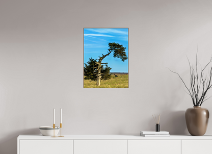 Still Standing – The Cedar That Reached for the Sky