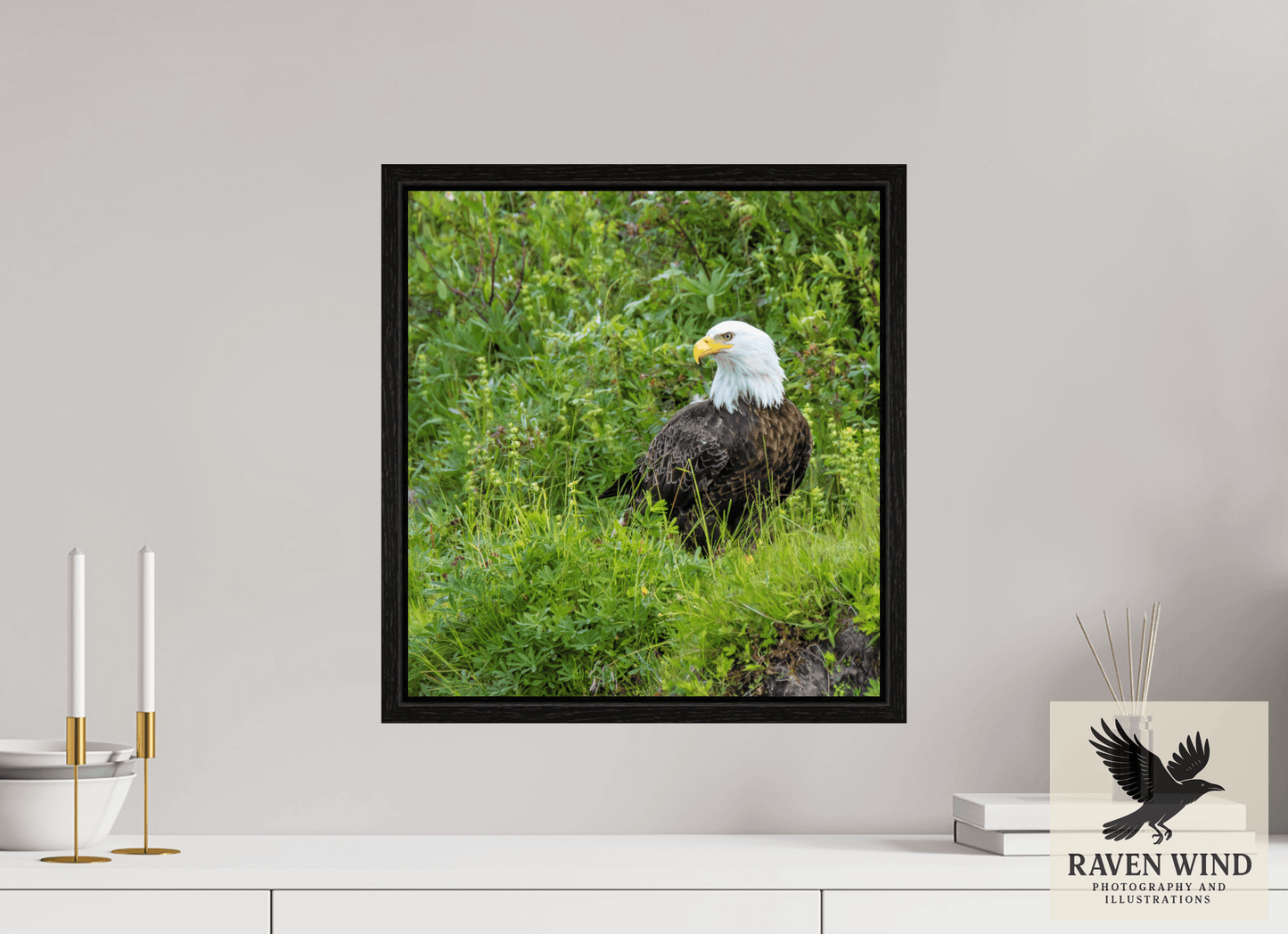 16 x 17.1″, Floater Frame - black oak frame - ready to hang Grounded Majesty - Alaskan Bald Eagle Nature Photography Print