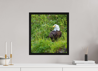 Grounded Majesty – Bald Eagle in Alaska’s Wilderness Nature Photography Print