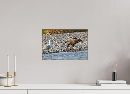 Mine? Mine? – Bald Eagle and Seagull Shoreline Standoff Nature Photography Print