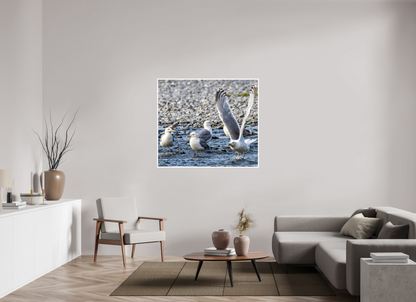 Wings in Motion – Seagulls on the Kasilof River, Alaska Nature Photography Print