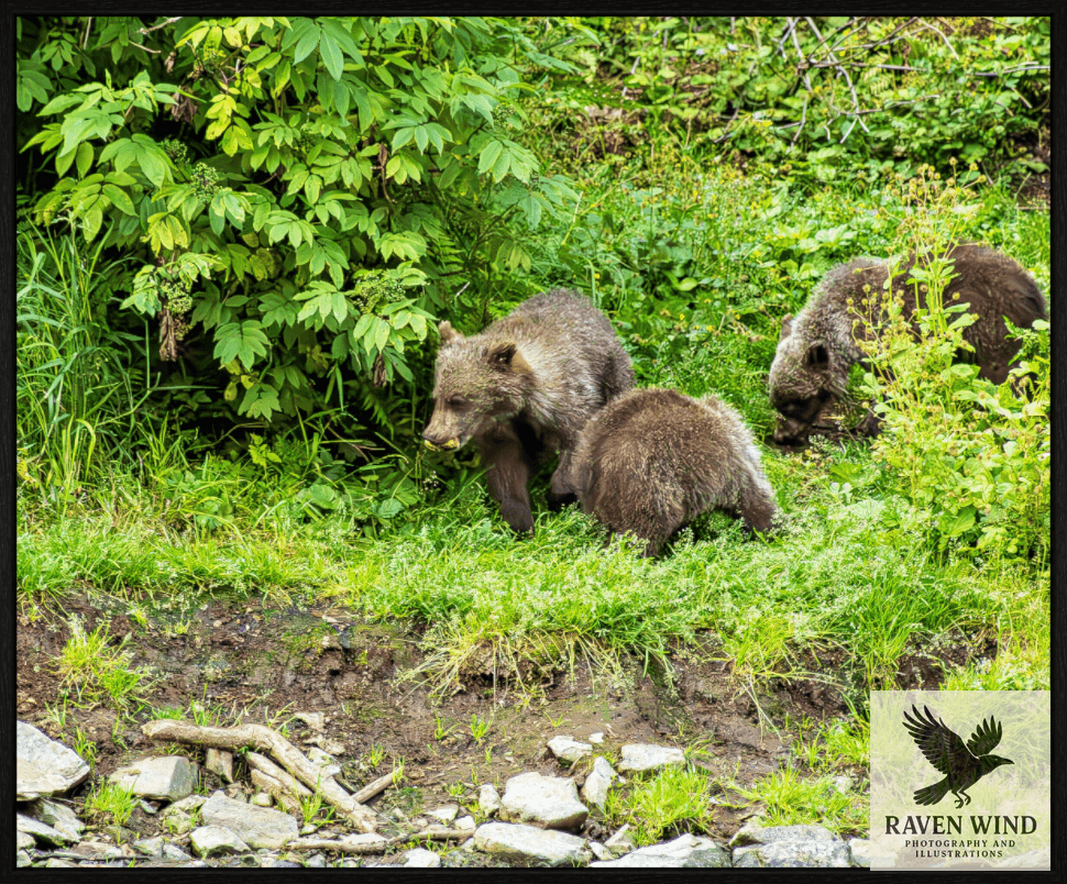 Three bears in a forest setting with green foliage and rocks.