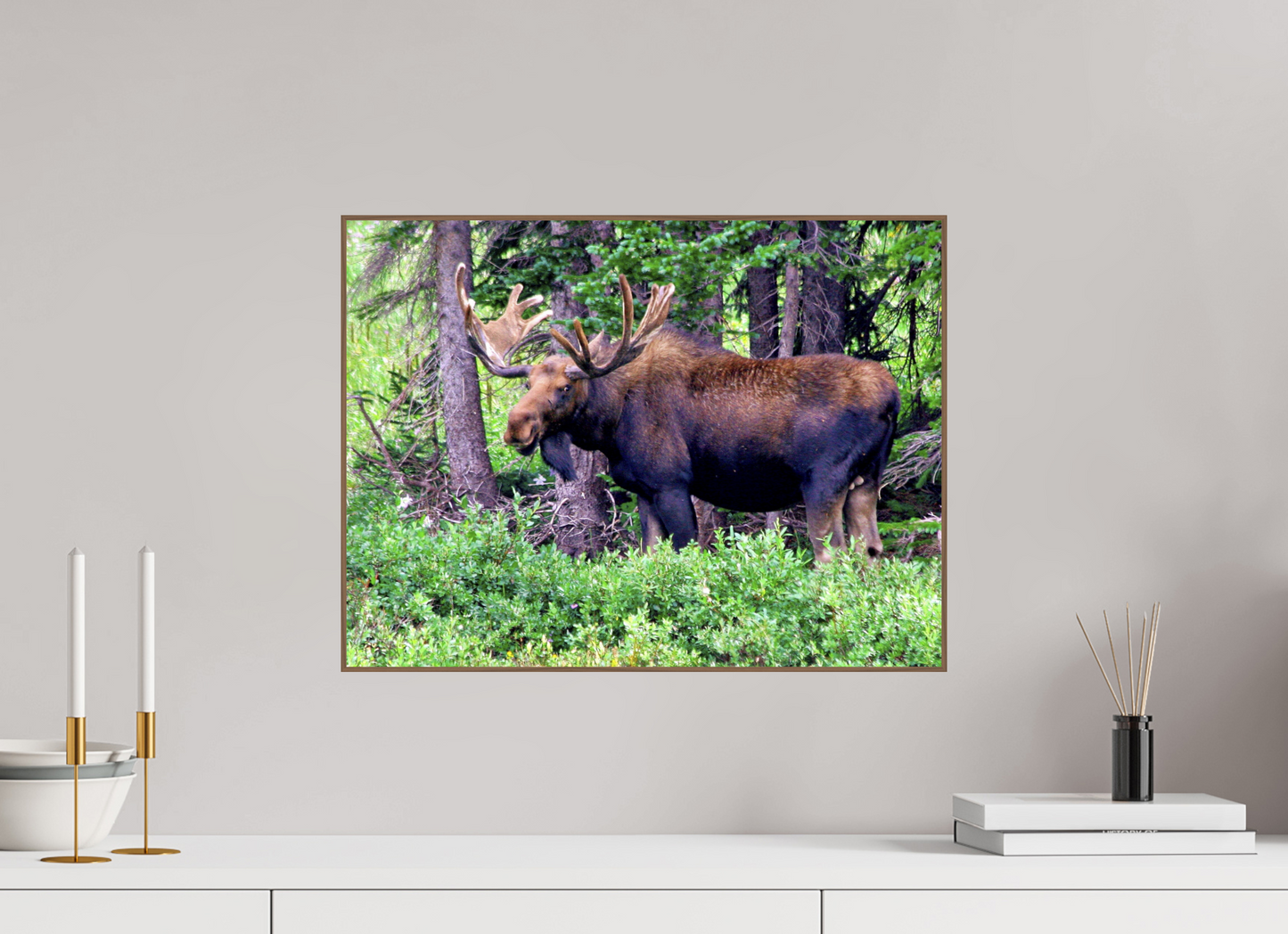 Watchful Moose - Fine Art Wildlife Print