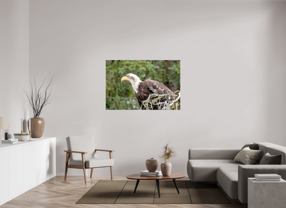 Majestic Watch – Bald Eagle on the Kenai Peninsula Nature Photography Print