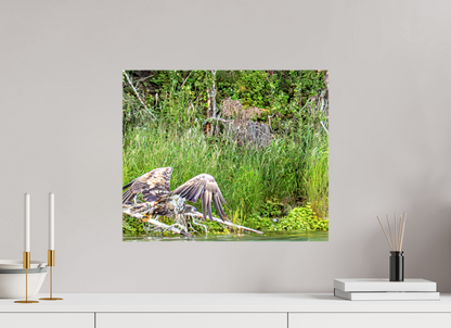 Skimming the Wild – Juvenile Bald Eagle Over the Kasilof River, Nature Photography Print
