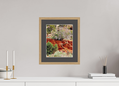 Resilient Roots – Twisted Tree in Red Rock Desert Fine Art Print