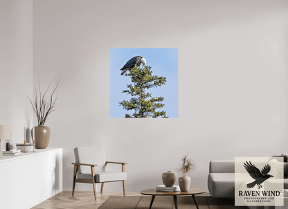 39 x 39.9″, Photo Print On Fuji Crystal DP II - unframed Silent Sentinel - Bald Eagle in Alaska's Pines Nature Photography Print