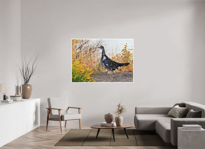 Grounded Grace – Fine Art Print of a Wild Grouse