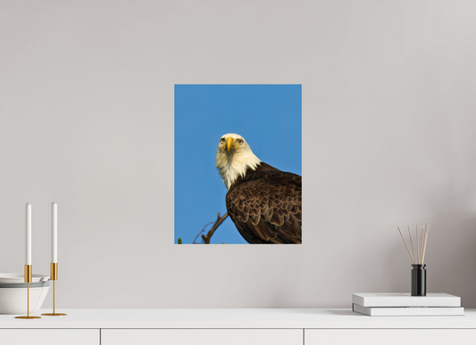 Eyes of the Wild – Bald Eagle in Alaska’s Wilderness Nature Photography Print