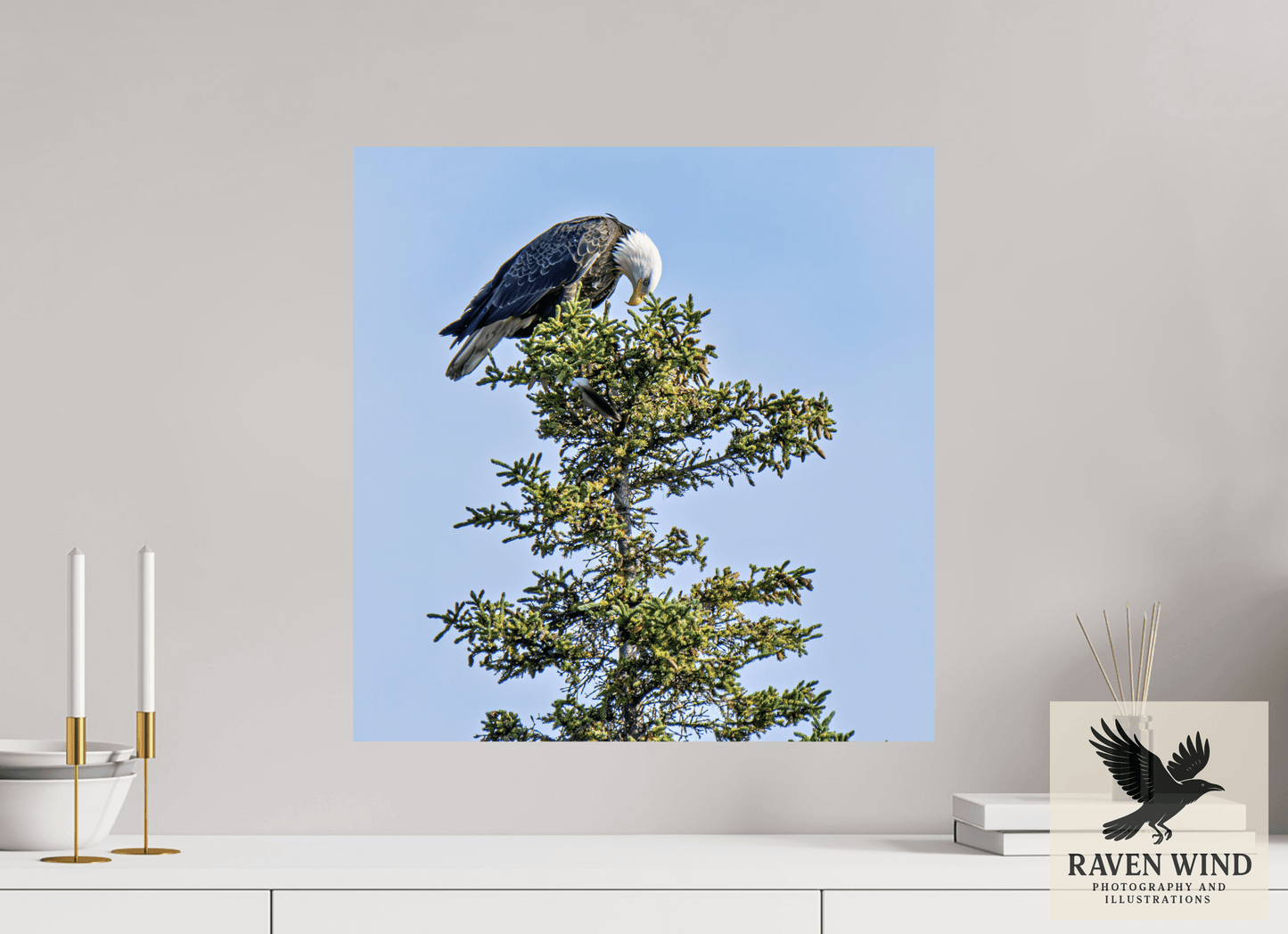 20 x 20.5″, ChromaLuxe HD Metal Print - ready to hang Silent Sentinel - Bald Eagle in Alaska's Pines Nature Photography Print